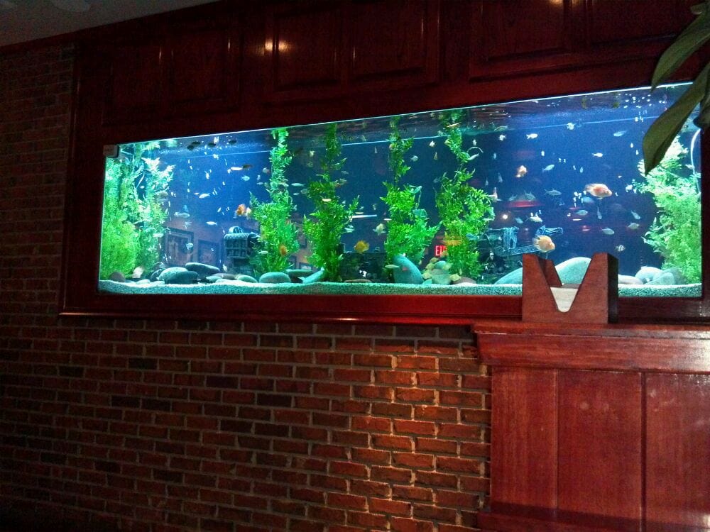 Love the big fish tank! | Yelp