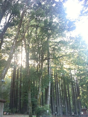 camp redwood glen
