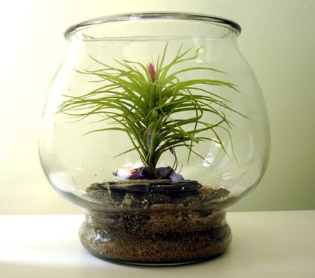 Tillandsia in glass Tillandsia terrarium