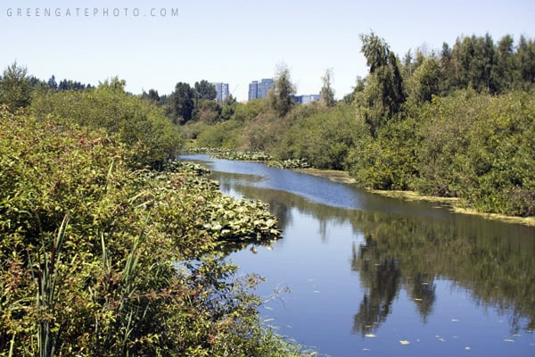 Mercer Slough Nature Park Bellevue Mercer Slough Nature Park Bellevue