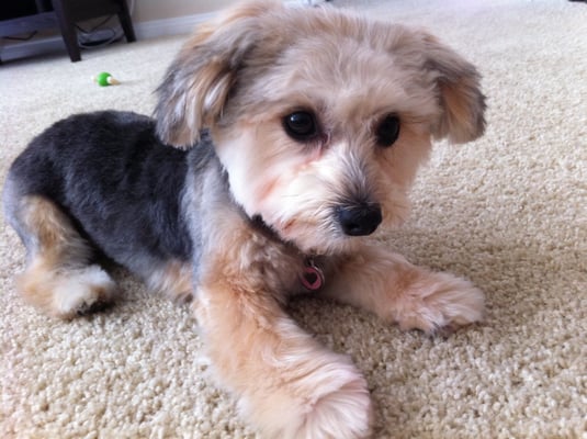 morkie puppy cut morkie summer haircuts newhairstylesformen2014 morkie puppy cut morkie summer haircuts newhairstylesformen2014