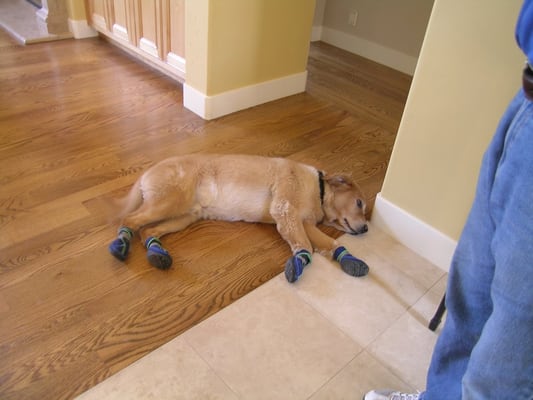 scratches hardwood dog hardwood  floors  from Dog your slippers Yelp protect  help floors booties for