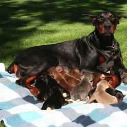 West Coast Doberman Ranch West Coast Doberman Ranch