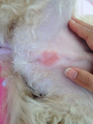 razor burn on dogs razor burn on my poor baby after going to pink pucci yelp razor burn on dogs razor burn on my poor baby after going to pink pucci yelp