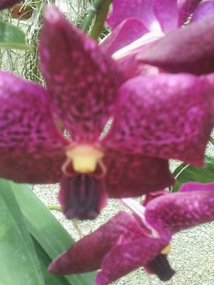 RF Orchids - Nurseries & Gardening - Homestead, FL - Reviews - Photos