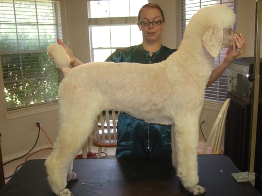 ... Poodle Cuts , Goldendoodle Grooming Styles , Standard Poodle Teddy ... Poodle Cuts , Goldendoodle Grooming Styles , Standard Poodle Teddy