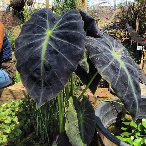 black magic elephant ear quot water plant quot so many varieties of unique specialty water plants yelp black magic elephant ear quot water plant quot so many varieties of unique specialty water plants yelp