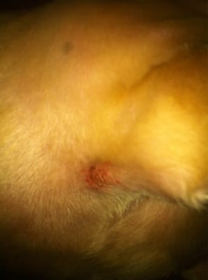 razor burn on dogs if u want ur to razor burn and flea bites u found ur place yelp razor burn on dogs if u want ur to razor burn and flea bites u found ur place yelp