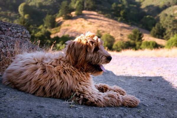 labradoodle singapore