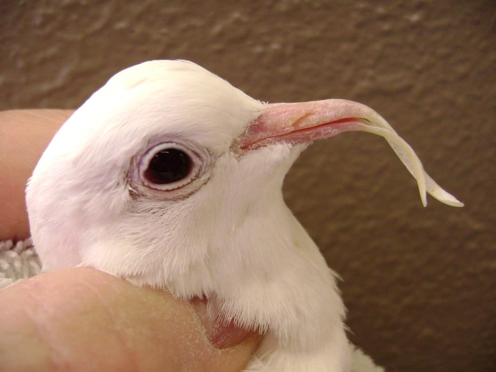 exotic pets pros and cons exotic pets pros and cons