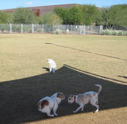 photos for chaparral dog park yelp Chaparral Dog Park 411x400